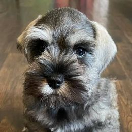 Miniature Schnauzers from Swann’s Miniature Schnauzers