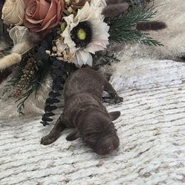 Winter - Brown and tan female Cockapoo puppy in Delphos, Ohio from Route 66 Poodles & Doodles, Sapphire Shih-tzu's of Ohio