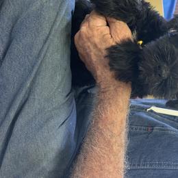 Miniature Schnauzer Puppies from Circle R Ranch