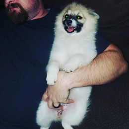 Pomeranian Puppies from SDR Pomeranians