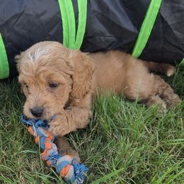 Brick - Apricot male Aussiedoodle puppy in Cumberland, Rhode Island from W Doodle Crew