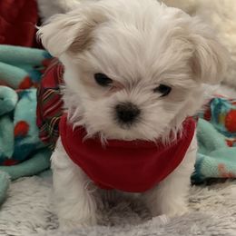 Cavapoo, Cockapoo, Maltese, and Poodle Puppies from Clearview Canines
