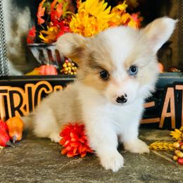 Rhea - Blue merle and white female American Corgi puppy in Cocoa, Florida from Cascadian Space Coast Corgis LLC