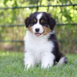 Btf - Black tri-color female Australian Shepherd puppy in Stephenville, Texas from Diamond H Aussies