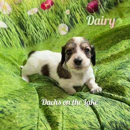 Dairy - Piebald female Dachshund puppy in Grove, Oklahoma from Dachs on the lake