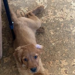 Golden Retriever Puppies from Elm Hollow Golden Retreivers