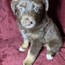 Girl 2 - Red tri female Toy Australian Shepherd puppy in Hokes Bluff, Alabama from Alegria Toy Aussies