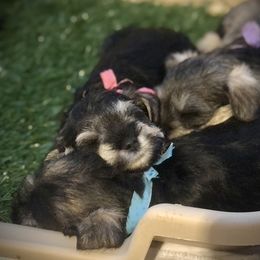 Miniature Schnauzer Puppies from MoonShadows Miniature Schnauzers