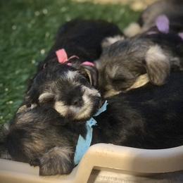 Miniature Schnauzer Puppies from MoonShadows Miniature Schnauzers