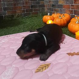 Franklin - Black and tan male Miniature Pinscher puppy in Baton Rouge, Louisiana from Pike's Pups
