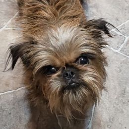 Brusseluv Belle - Brussels Griffon