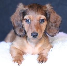 Helen - Red female Dachshund puppy in Azle, Texas from American Dachshunds