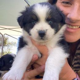 French Vanilla - Black tri male Miniature Australian Shepherd puppy in Sonora, California from Quarle Ranch Mini Aussies