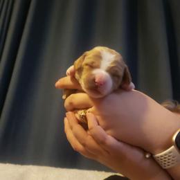 Goldendoodle Puppies from Kerri Beaufeaux