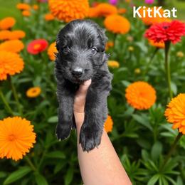 KitKat - Black female German Shepherd puppy in Oakland, Oregon from VHM German Shepherds