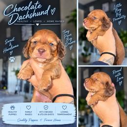 Lightening - Chocolate male Dachshund puppy in Slaton, Texas from Double T Dachshunds