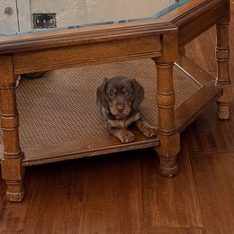 Charlie - Chocolate male Dachshund puppy in Stillwater, Oklahoma from Louis' Litters