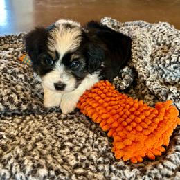 Girl 2 - Black tri-color female Aussiedoodle puppy in Edgar Springs, Missouri from Scott’s Aussies LLC