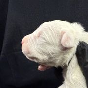 Purple - White female Dogo Argentino puppy in Powder Springs, Georgia from Primo Kennels