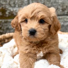 Blue - Apricot male Australian Labradoodle puppy in Auburn, Washington from West Valley Labradoodles