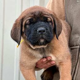 Toad - Apricot male Mastiff puppy in Wewoka, Oklahoma from P Diamond Mastiffs