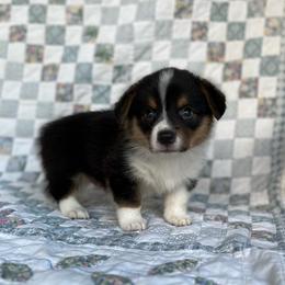 Ivan - Black and tan male Pembroke Welsh Corgi puppy in Hope, Arkansas from Foxy Knoll Farm