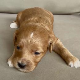 Boy 2 - Red  male Goldendoodle puppy in Meridian, Mississippi from Magnolia Poodles and Doodles