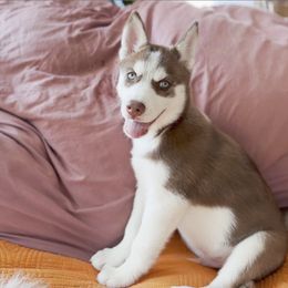 Siberian Husky Puppies from Mahavidya Siberians