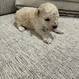 Henry - Cream male Poodle puppy in Queen Creek, Arizona from Prestigious Toy Poodles