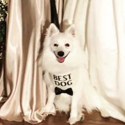Corizan  - American Eskimo Dog