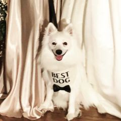 Corizan  - American Eskimo Dog