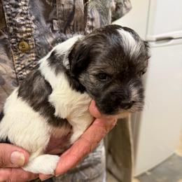 Spot - Parti male Miniature Schnauzer puppy in Comanche, Texas from Circle R Sidney