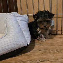 Boy 1 - Blue and gold male Yorkshire Terrier puppy in Colton, Oregon from Yorkies & More R US
