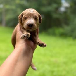 Boy 1 - Red  male Goldendoodle puppy in Bogue Chitto, Mississippi from Valentine Kennels