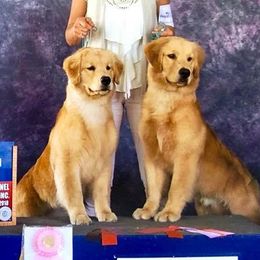 Golden Retriever Puppies from OPK GOLDENS