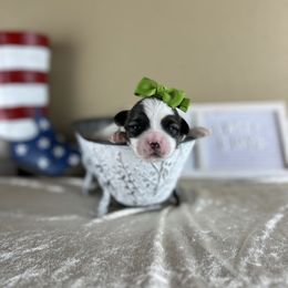 Mr Green Collar - male Mal-Shi puppy in Poolville, Texas from Tx Pups