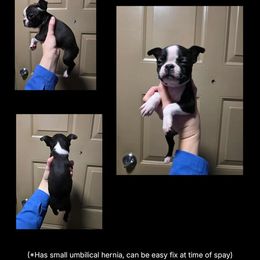 Girl 6 - Black brindle and white female Boston Terrier puppy in Denver, Colorado from Diamonds In The Ruff Boston Terriers