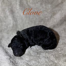 Clove - Phantom male Poodle puppy in Albany, Oregon from Mount Zion Kennels