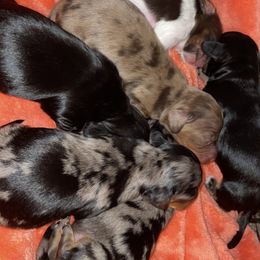 Dachshund Puppies from 4B Dachshunds