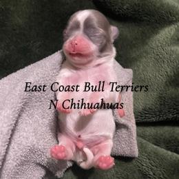 No name yet - Blue and white male Chihuahua puppy in Waxhaw, North Carolina from East Coast Bull Terriers N Chihuahuas