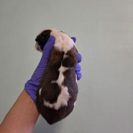 Gloria - Mahogany and white female Saint Bernard puppy in Brandon, South Dakota from Split Rock Saints