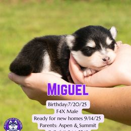 Miguel - Black and white male Pomsky puppy in Humeston, Iowa from M.A.R. Dogs