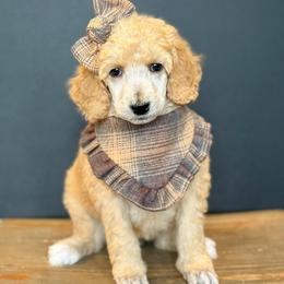 Dorothy - Red  female Poodle puppy in Bellville, Ohio from Cedar Ridge Standard Poodles