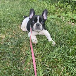 French Bulldogs from Migos Frenchies