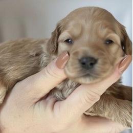 Laurent James - male Cavapoochon puppy in Fairmont, West Virginia from Ruby Heirloom Companions