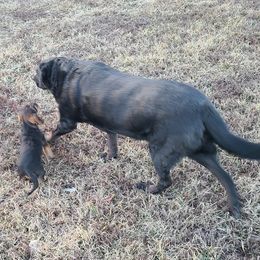 Dachshunds from Doxikota