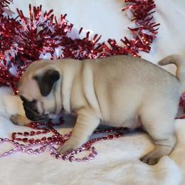 Logan - Fawn male Pug puppy in Blountsville, Alabama from Rock Springs Pugs