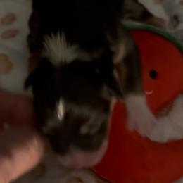 AKC RHT 1 Red - Black and tan female Pembroke Welsh Corgi puppy in Summerfield, Florida from Promise Land Farm