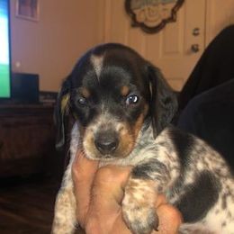 Dachshund Puppies from Carter's Dachshunds