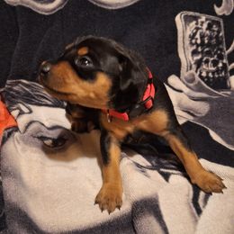 Miniature Pinscher Puppies from K&J's Min Pins Of Grand Lake